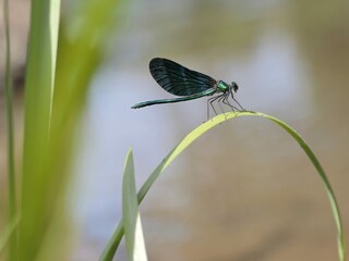 Vakantiehuis Abreschviller  32