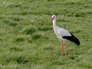 Vakantiehuis Abreschviller Omgeving 29