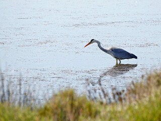 Maison de vacances Abreschviller Environnement 30