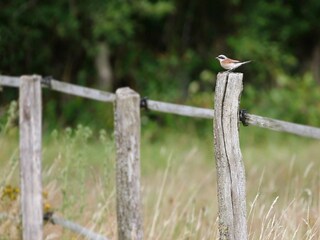 Vakantiehuis Abreschviller  40