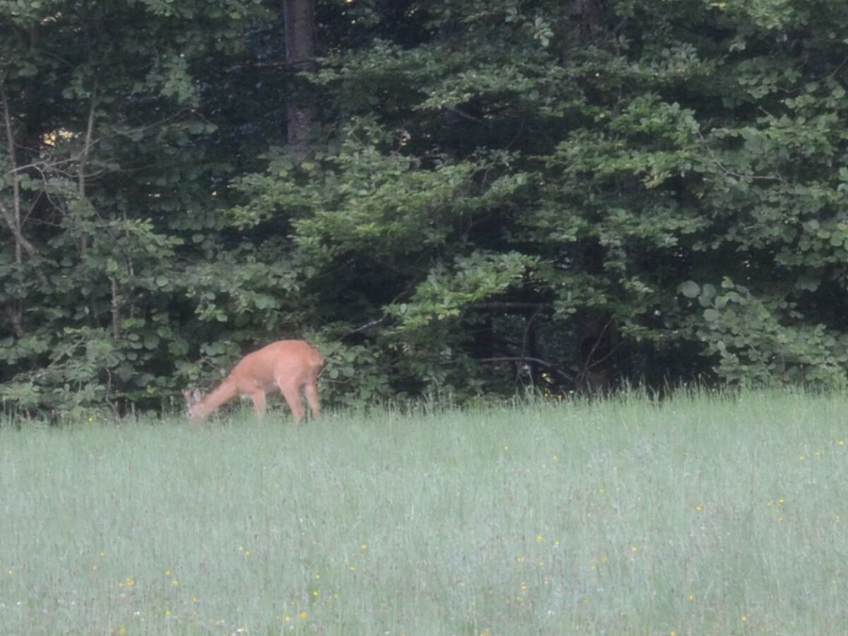 Rehe bein äsen