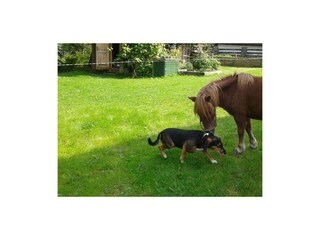 ferienhaus_wimmer_faistenau_29zs7