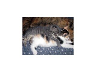 Waschlgut Ebenau Katzen