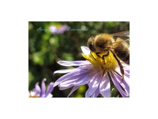 Honig von den eigenen Bienenvölkern