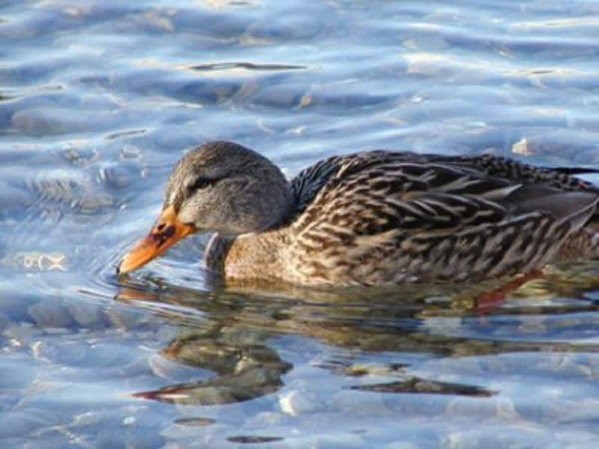 Ente