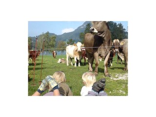 ferienwohnungen_haus_wesenau_fuschl_am_see_27j4y