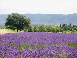 Lavendel