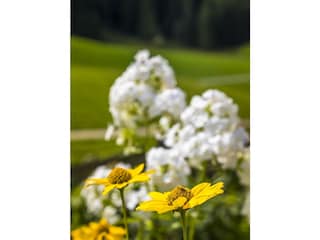 20170827_BambichlgutAussen_075_klein