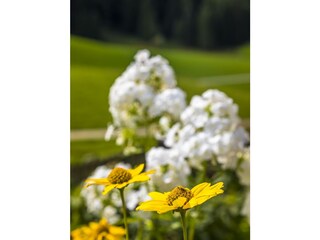 20170827_BambichlgutAussen_075_klein