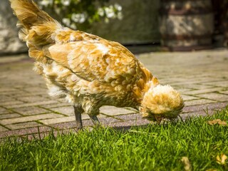 20170827_BambichlgutAussen_098_klein