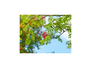 Vogelbeerbaum aus unserem Garten