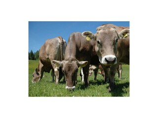 Unsere "Bio-Kühe"