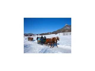 Pferdeschlittenfahrt