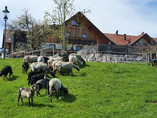 Schafe Hausanger