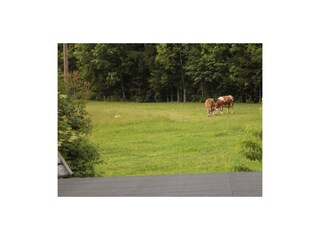 Unsere Kühe beim Grasen