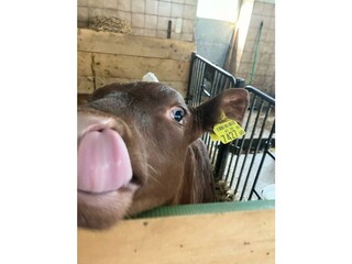 Kälbchen Schleckerbussi