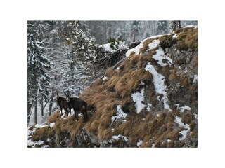 Zwei Gemsen am Nockstein