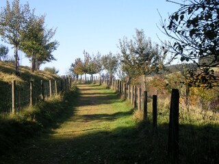 ein Spaziergang in der Streuobstwiese lohnt sich immer