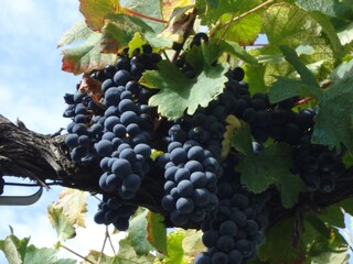 Casa per le vacanze Oppède Registrazione all'aperto 34