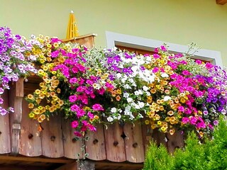 Unser Blumenparadies am Balkon