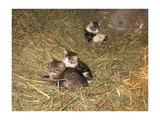 Kleine Katzen im Heu