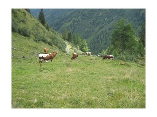 Kühe Tristenangeralm