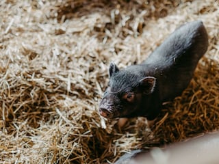 63_Bio-Bauernhof (©Lukas Reschreiter)