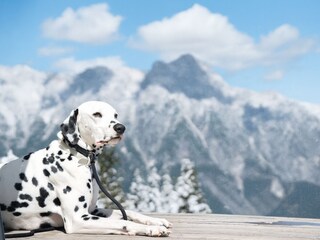 Dalmatiner vor schneebedeckten Bergen