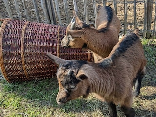 tiere