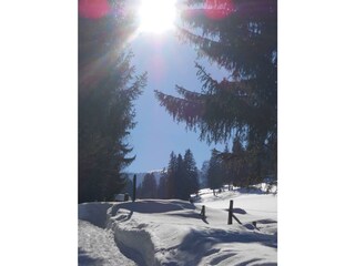 Spatziergang im Winterwald