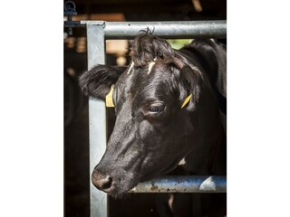 k-20160808_ZieferhofAussen_118