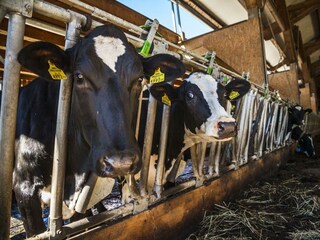 k-20160808_ZieferhofAussen_132