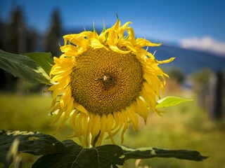 Unser Garten