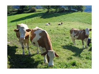 Unsere Kühe