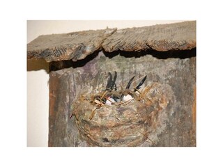 Schwalben