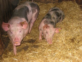 Unsere Schweine