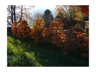 Herbst im Garten