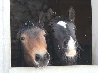 unsere Noriker Pferde