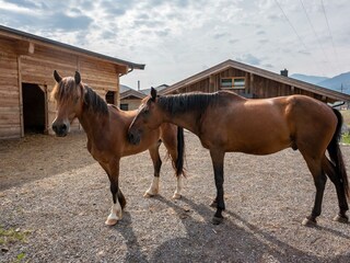 Roxy und Thunderbird