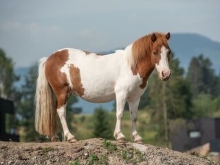 Ponies zum putzen und streicheln