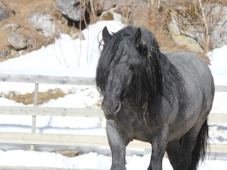 Noriker Deckhengst Stubai Vulkan