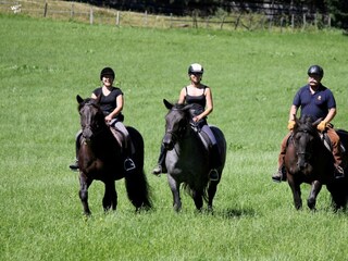 Ausritte mit Noriker Pferden