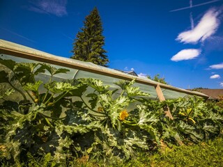 Oma's ganzer Stolz - ihr Gemüse- und Kräutergarten