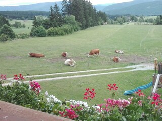 Ausblick vom Balkon