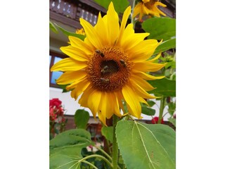 Maxgut-Sonnenblume