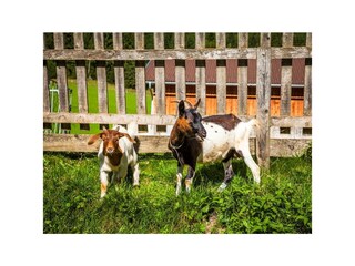 20160823_HansalagutAussen_133