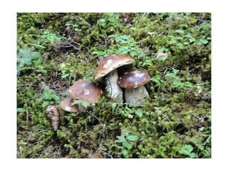 2017 die ersten Herrenpilze