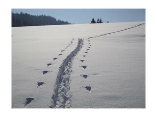 2010 02_15_16Schispur
