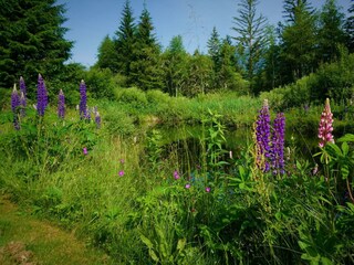 Lupinien Teich - verkleinert für deskline
