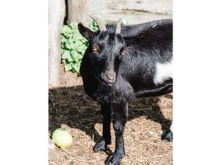 Ziege (2) für deskline verkleinert